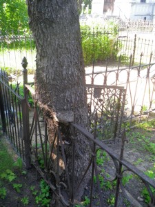 puu on piirdeaiast läbi kasvanud Raadi kalmistul tänava ääres